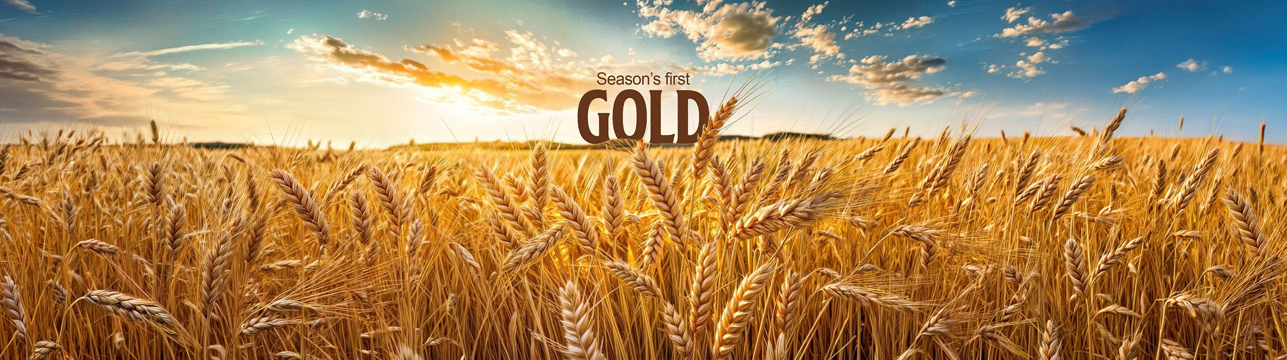 Khapli Aata: India’s Ancient Grain Making a Modern Comeback